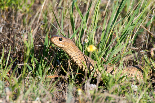 Eastern Brown Snake sighting