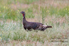 Meleagris gallopavo merriami