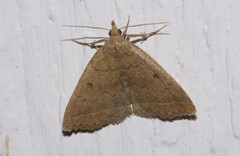 Zanclognatha protumnusalis