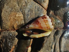 Canarium microurceum