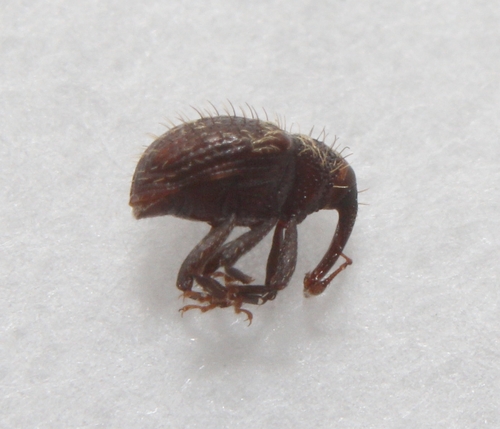 Brown Flower Weevil