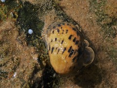 Nerita chamaeleon
