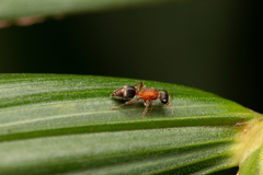 Lophostigma