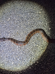 Nerodia fasciata × clarkii