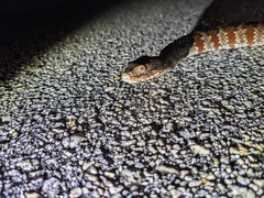 Nerodia fasciata × clarkii