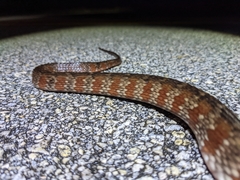 Nerodia fasciata × clarkii