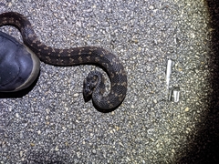 Nerodia fasciata × clarkii