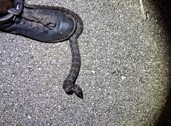 Nerodia fasciata × clarkii