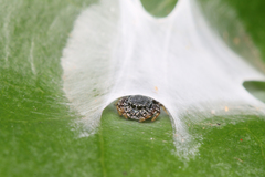 Fritzia muelleri