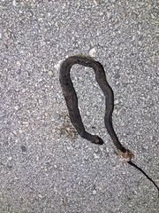 Nerodia fasciata × clarkii