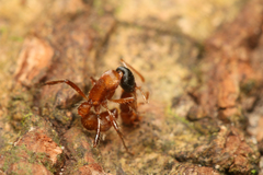 Gnamptogenys sulcata