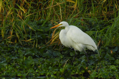 Ardea alba