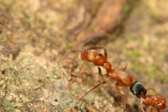 Gnamptogenys sulcata
