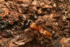 Gnamptogenys sulcata