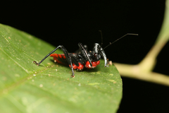 Micrauchenus lineola
