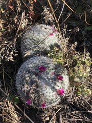 Mammillaria albilanata