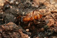 Gnamptogenys sulcata