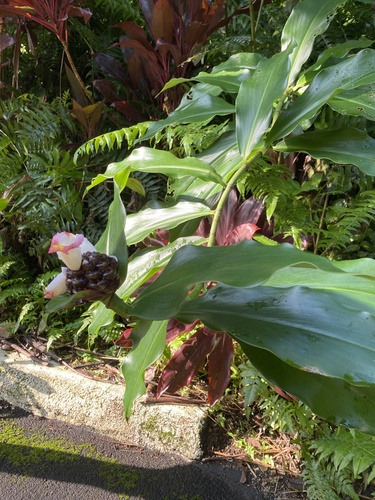 Costus lucanusianus observed 2022-01-10
