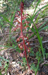 Corallorhiza maculata occidentalis