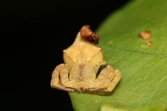 Epicadus taczanowskii