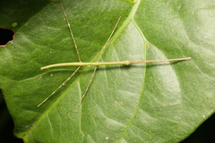 Phanocloidea muricata