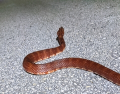 Nerodia fasciata × clarkii