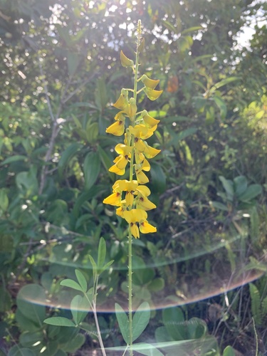 Crotalaria trichotoma iNat (2)
