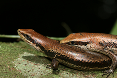 Copeoglossum