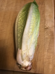 Lactuca sativa longifolia