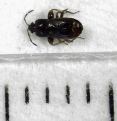 Plinthisus woodwardi