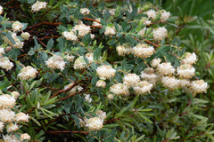 Pimelea ligustrina ciliata