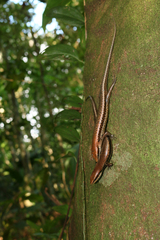 Copeoglossum