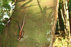 Copeoglossum