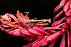 Stagmatoptera binotata