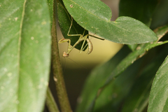 Stagmatoptera binotata