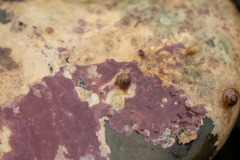 Margarites helicinus