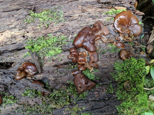 Pachyella clypeata observed 2019-03-27