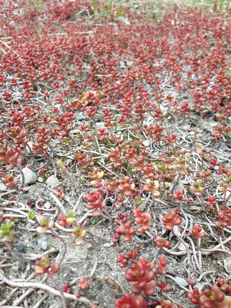 Sedum album L. 2