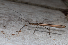 Paraphasma conspersum