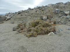 Nolana stenophylla