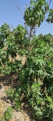Ricinus communis