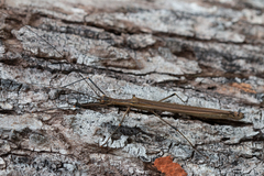 Paraphasma conspersum