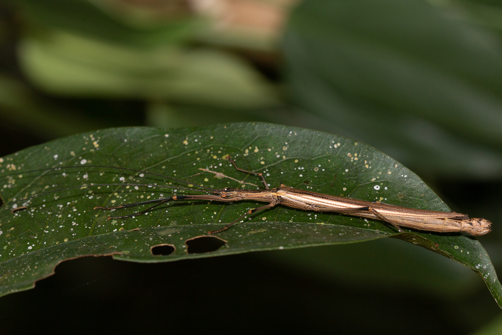 Paraphasma conspersum