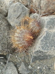 Copiapoa atacamensis