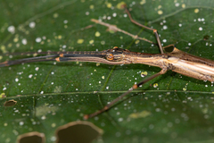 Paraphasma conspersum