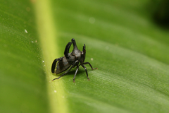 Biturritia