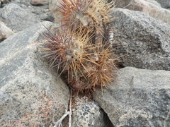 Copiapoa atacamensis