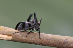 Biturritia