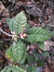Quercus miquihuanensis