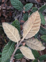 Quercus miquihuanensis